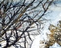 11-x-15-bare-tree