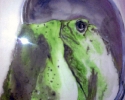11-x-15-frog